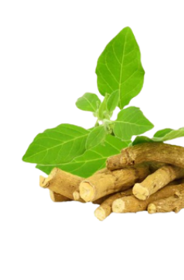 Adaptogenic Herbs