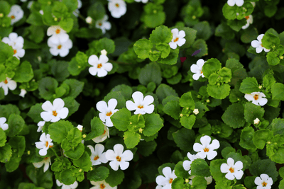 The Natural Brain Booster: Benefits of Bacopa Monnieri
