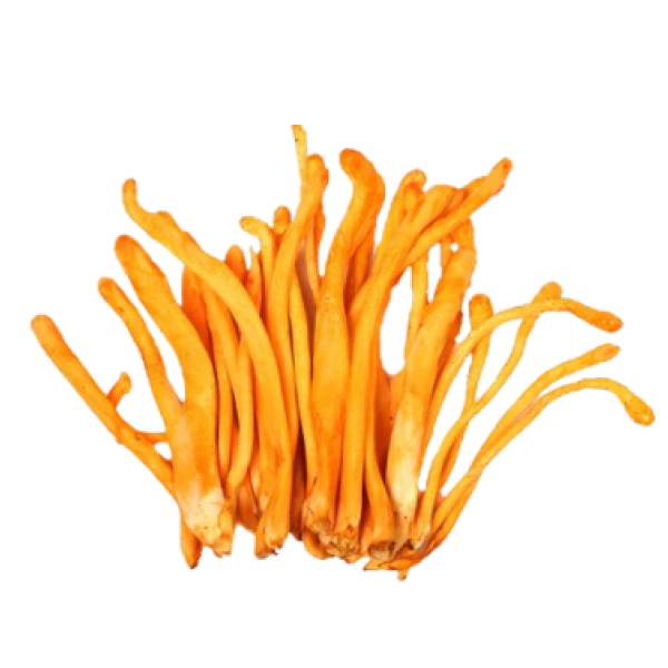 Organic Cordyceps