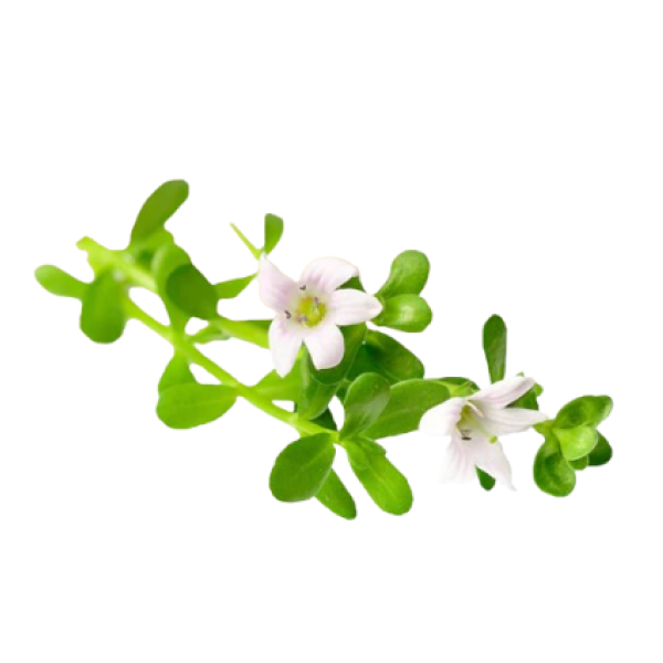 Bacopa Monnieri