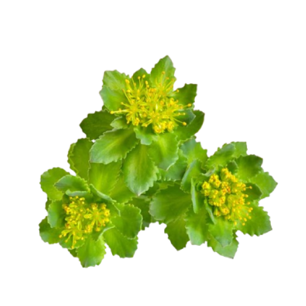 Rhodiola Rosea