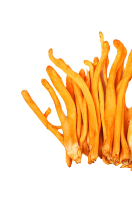 Organic Cordyceps