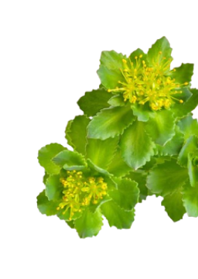 Rhodiola Rosea