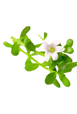 Bacopa Monnieri